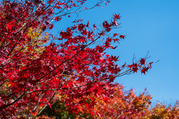 red autumn leaves - Australia
