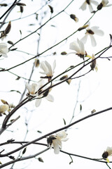 Blooming Anise Magnolia treein the city park