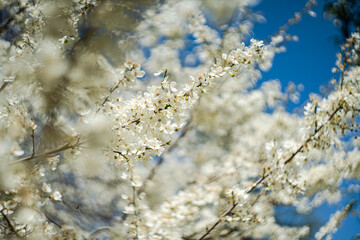 Blooming cherry tree in the park
