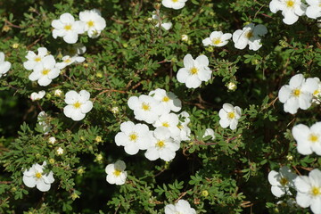 Closeup white flowers of shrubby cinquefoil (Potentilla fruticosa 'Abbotswood'). Flowerin shrub of the family Rosaceae. Dutch garden. Spring, May.