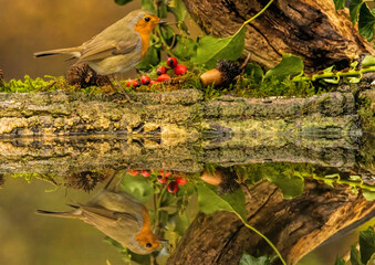 Robin bird sitting with open wing close to paddle