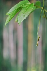 Vine leaf and curled tendrils