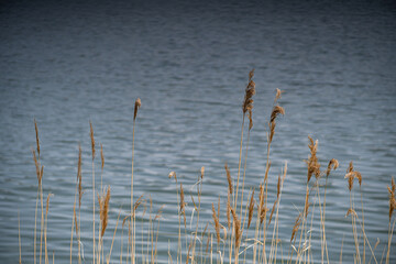 Aquatic plants on the lake