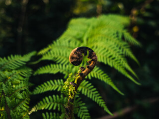 Fern plant