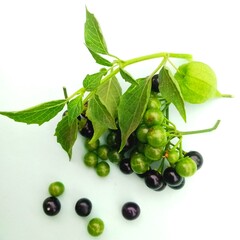 Black and green berries covered with leaves. Berries, especially raspberries, blueberries,...