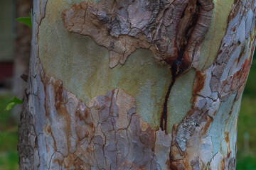 The bark of the tree trunk is cracked and broken off in places, close-up photo. A characteristic feature of some tree species, for example, sycamore, maple plane tree, platanus