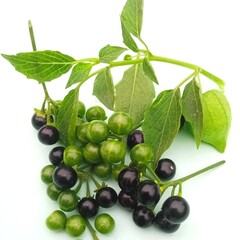 Black and green berries with green leaves. berry is a small, pulpy, and often edible fruit....