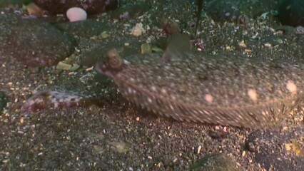 Flounder, flat and agile fish, moves gracefully along underwater bottom. Experience tranquility of underwater world as you encounter flounder, remarkable flat deep sea fish. Japanese Sea.