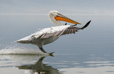 Dalmatian Pelican of Kerkini Lake