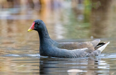 Water Hen (Common Moorhen) in natural habitat