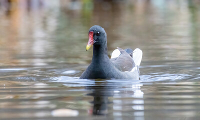 Water Hen (Common Moorhen) in natural habitat