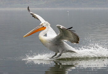 Dalmatian Pelican of Kerkini Lake