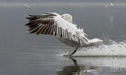 Dalmatian Pelican of Kerkini Lake
