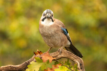 Forest bird Jay (Garrulus glandarius)