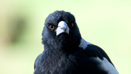 close up portrait of a bird magpie