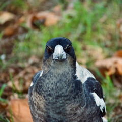 black and white bird magpie close up baby