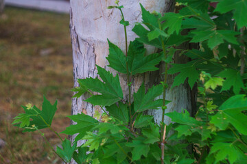 Young shoots of a sycamore tree grown next to a large trunk. The concept of leaving a legacy to future generations from ancestors, the principle of inheritance, the change of generations and times