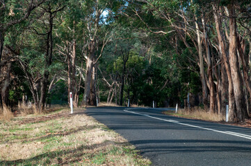 Woodend Australia, view of rural asphalt road with eucalypt trees