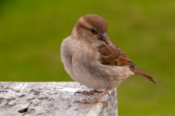 Apollo Bay Australia, common house sparrow perched on table with blurred background