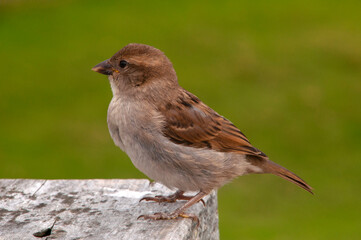 Apollo Bay Australia, common house sparrow perched on table with blurred background