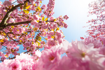 The cherry blossom. Sakura trees. Sakura photo close up.