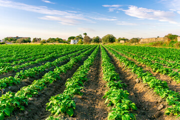 beautiful farmland landscape with green rows of potato and vegetables on a spring or summer farm...