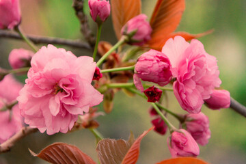 Blooming sakura, sakura flowers. A close up of a sakura tree. 
