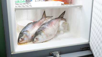 ilish, National fish of Bangladesh Hilsafish ilisha terbuk hilsa herring or hilsa shad Clupeidae...