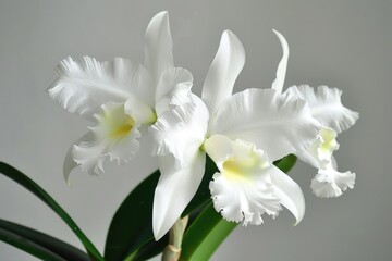 Cattleya Beauty. White Orchid Flower in Tropical Nature