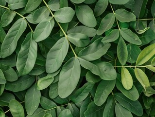 Close Up Senna Siamea Leaves on Copper Background. Beautiful and Environmentally Friendly