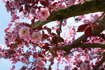Blooming sakura, sakura flowers. A close up of a sakura tree. 