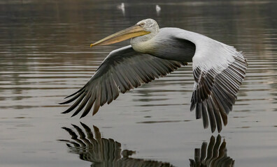 Dalmatian Pelican of Kerkini Lake