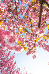 The cherry blossom. Sakura trees. Sakura photo close up.