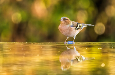 Common Chaffinch sitting on the ground