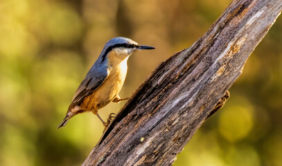 Eurasian Nuthatch (Sitta europaea) in forest