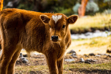 calf in a pasture