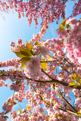 The cherry blossom. Sakura trees. Sakura photo close up.