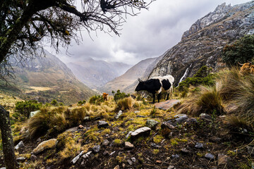 cow in the landscape on the way to laguna 69 with a laguna in snow covered andes in the national...