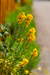 blooming golden varnish erysimum cheiri in spring