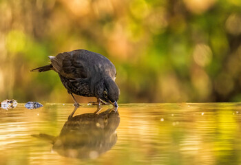 Blackbird drink a water from paddle
