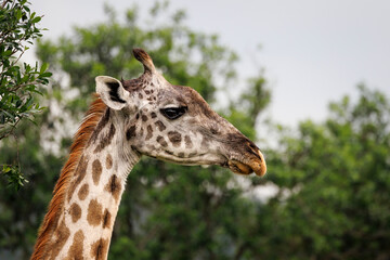 african Masai Mara giraffe, portrait of head and neck
