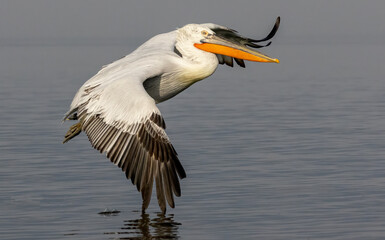 Dalmatian Pelican of Kerkini Lake