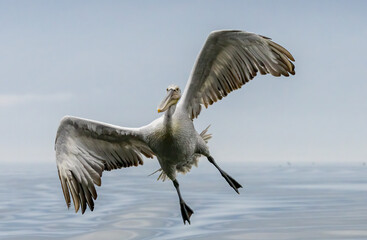 Dalmatian Pelican of Kerkini Lake