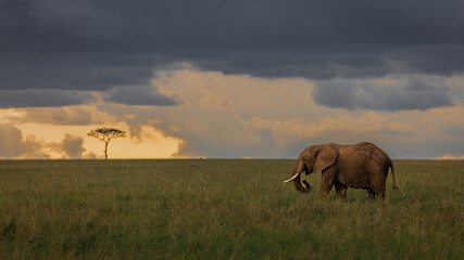 Masai Mara plains at sunset with an elephant in the foreground, and a lone tree
