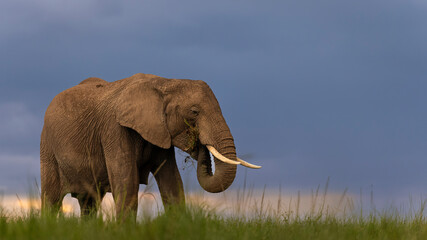 Low angle shot of an African elephant in the Masai Mara on a grassy plain, with backdrop of evening...