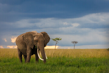 beautiful Masai Mara plains , with a big tusker elephant against a sunset background, tusks,...