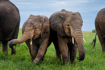 a pair of young elephants jostle for position, close up portrait on a grassy plain of the Masai...