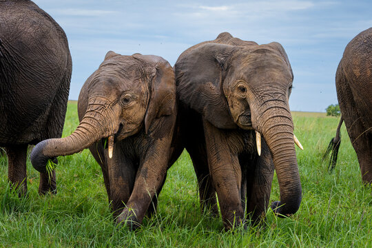 a pair of young elephants jostle for position, close up portrait on a grassy plain of the Masai Mara
