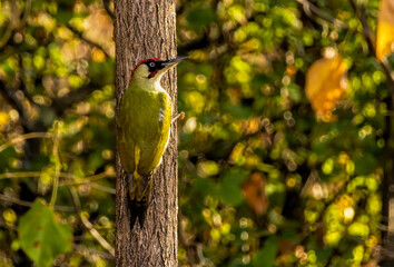 Green woodpecker sitting on branch with nice autumn background