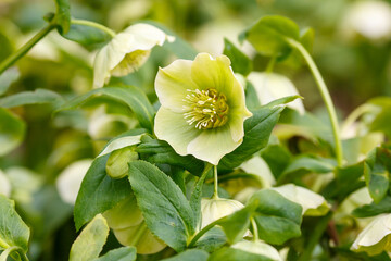 Blooming flowers of the helleborus orientalis, also called lenzrose or orientalische Nieswurz